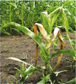 Deadheart caused by stemborer larvae feeding inside maize plants