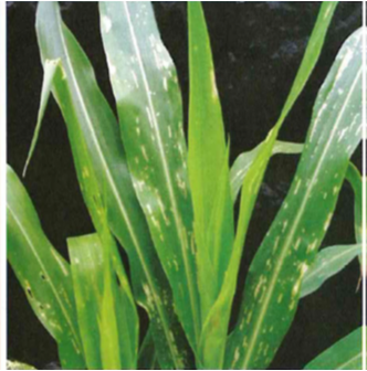 Maize plant damaged by stemborer larvae