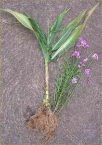 Striga weed attached to maize roots 